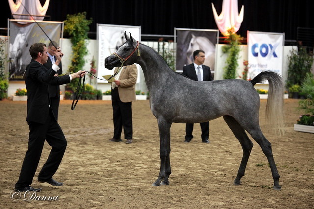 6th Annual Arabian Breeders World Cup 2012