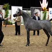 6th Annual Arabian Breeders World Cup 2012