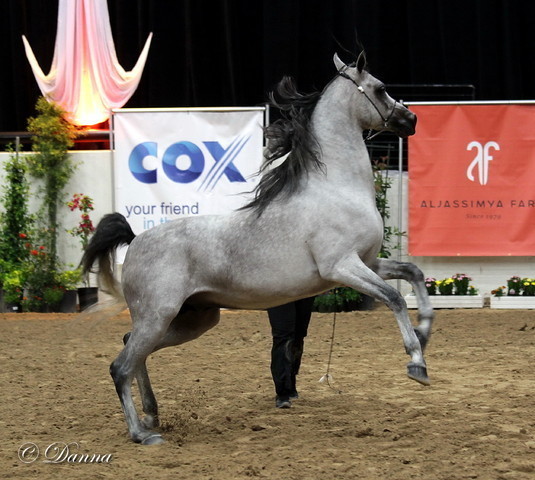 6th Annual Arabian Breeders World Cup 2012