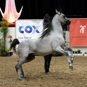 6th Annual Arabian Breeders World Cup 2012