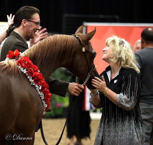 6th Annual Arabian Breeders World Cup 2012
