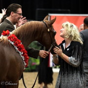6th Annual Arabian Breeders World Cup 2012