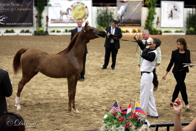 6th Annual Arabian Breeders World Cup 2012