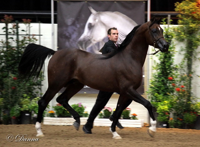 6th Annual Arabian Breeders World Cup 2012
