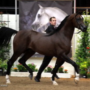 6th Annual Arabian Breeders World Cup 2012