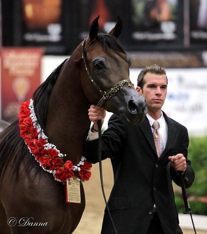 6th Annual Arabian Breeders World Cup 2012