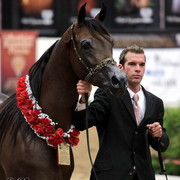 6th Annual Arabian Breeders World Cup 2012