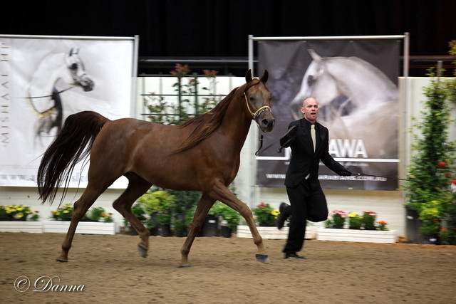 6th Annual Arabian Breeders World Cup 2012