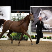 6th Annual Arabian Breeders World Cup 2012