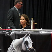 6th Annual Arabian Breeders World Cup 2012