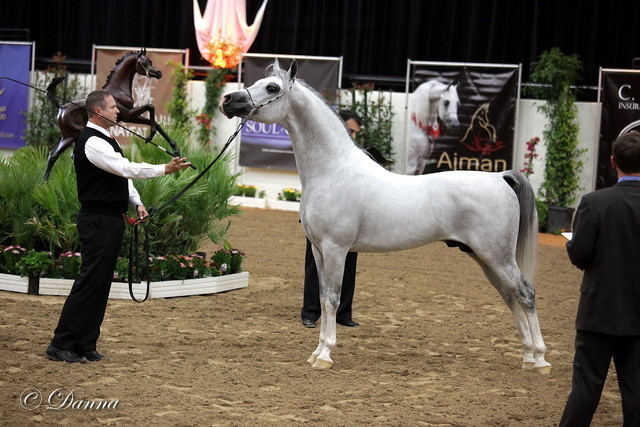 6th Annual Arabian Breeders World Cup 2012