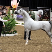 6th Annual Arabian Breeders World Cup 2012