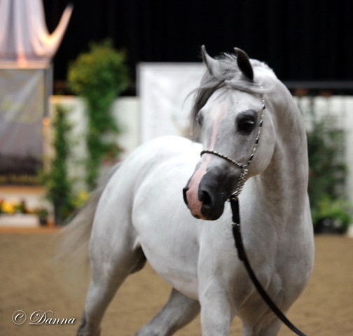 6th Annual Arabian Breeders World Cup 2012