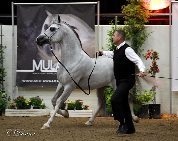 6th Annual Arabian Breeders World Cup 2012