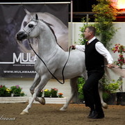 6th Annual Arabian Breeders World Cup 2012