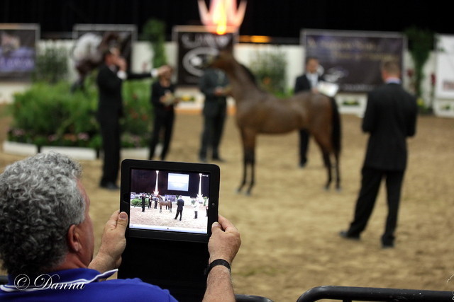 6th Annual Arabian Breeders World Cup 2012