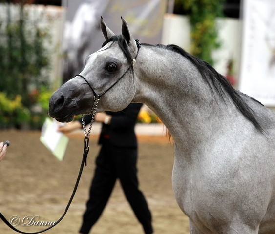 6th Annual Arabian Breeders World Cup 2012