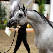 6th Annual Arabian Breeders World Cup 2012