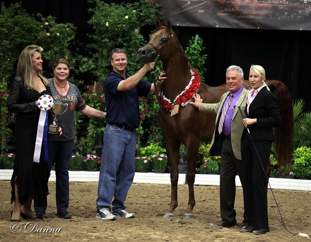 6th Annual Arabian Breeders World Cup 2012