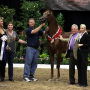 6th Annual Arabian Breeders World Cup 2012