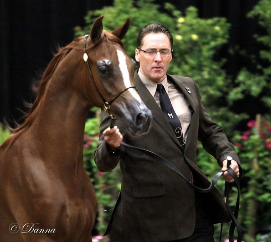 6th Annual Arabian Breeders World Cup 2012