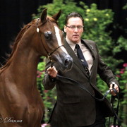 6th Annual Arabian Breeders World Cup 2012