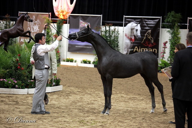 6th Annual Arabian Breeders World Cup 2012