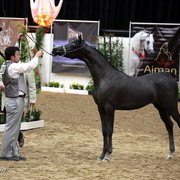 6th Annual Arabian Breeders World Cup 2012