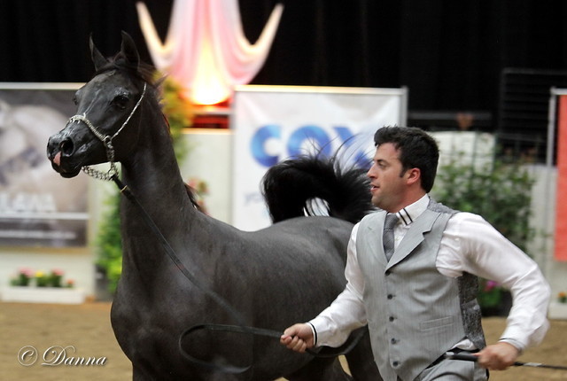 6th Annual Arabian Breeders World Cup 2012