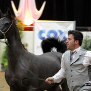 6th Annual Arabian Breeders World Cup 2012