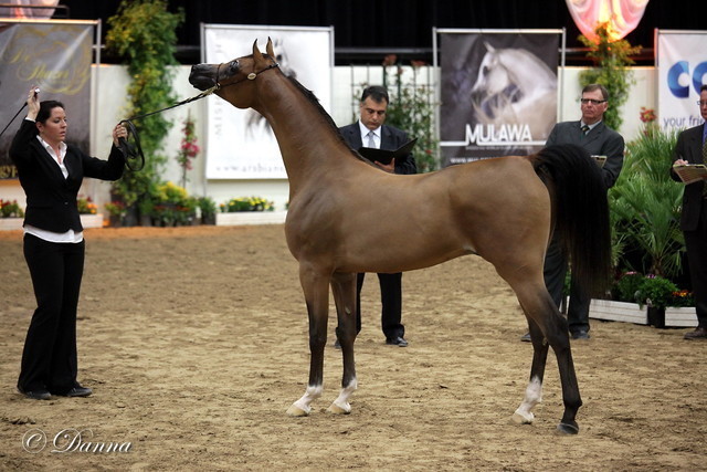 6th Annual Arabian Breeders World Cup 2012