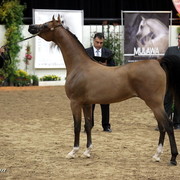 6th Annual Arabian Breeders World Cup 2012