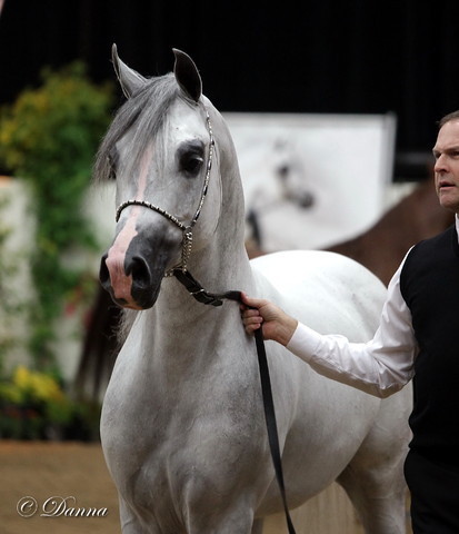 6th Annual Arabian Breeders World Cup 2012