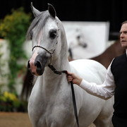 6th Annual Arabian Breeders World Cup 2012