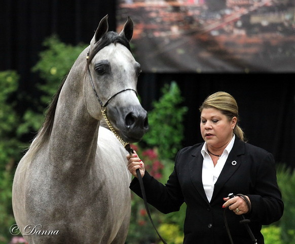 6th Annual Arabian Breeders World Cup 2012