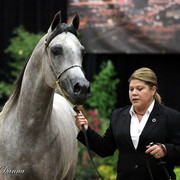 6th Annual Arabian Breeders World Cup 2012
