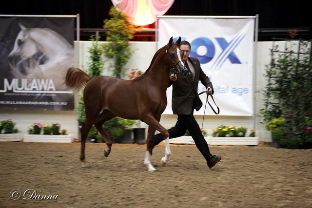 6th Annual Arabian Breeders World Cup 2012