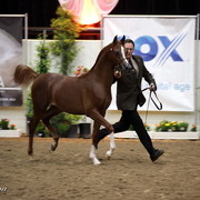 6th Annual Arabian Breeders World Cup 2012