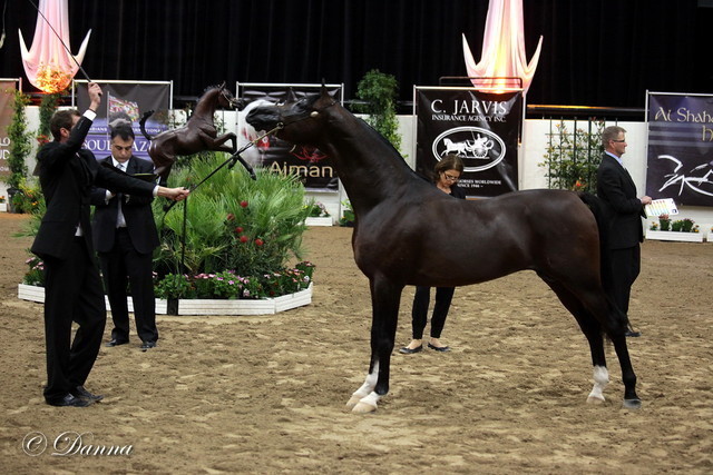 6th Annual Arabian Breeders World Cup 2012