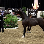6th Annual Arabian Breeders World Cup 2012