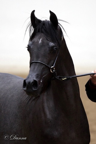 6th Annual Arabian Breeders World Cup 2012