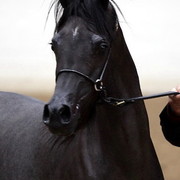 6th Annual Arabian Breeders World Cup 2012