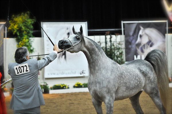 Arabian Breeders World Cup by Kelly Campbell