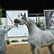 Arabian Breeders World Cup by Kelly Campbell