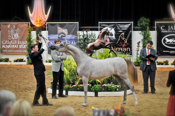Arabian Breeders World Cup by Kelly Campbell