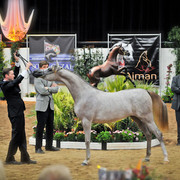 Arabian Breeders World Cup by Kelly Campbell