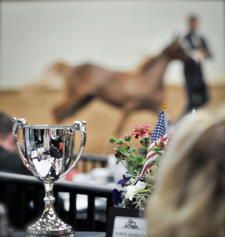Arabian Breeders World Cup by Kelly Campbell