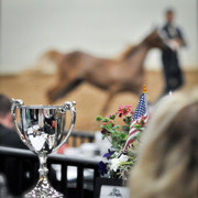 Arabian Breeders World Cup by Kelly Campbell