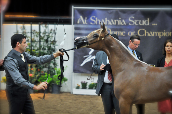 Arabian Breeders World Cup by Kelly Campbell