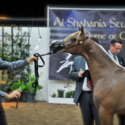 Arabian Breeders World Cup by Kelly Campbell